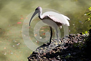 Indian Black-heades Ibis