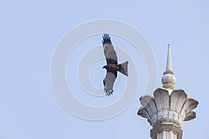 Indian black kite bird flying in the sky with its wings wide open.