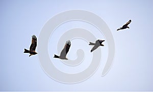 INDIAN BLACK KITE FLYING ON THE SKY IN SEARCH OF FOOD IN THE MIDDAY SUN IN WINTER TIME