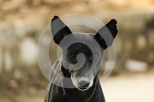 Indian black pariah dog with bokeh background