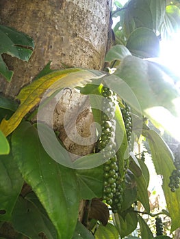 Indian black pepper plant in village