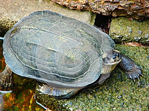 Indian Black Turtle - Melanochelys Trijuga - active and stepping