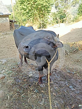 Indian black village buffalo. Cute looking buffalo in india punjab murrah buffalo