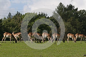 Indian blackbuck Antilope cervicapra