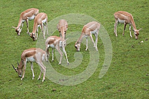 Indian blackbuck Antilope cervicapra