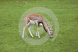 Indian blackbuck Antilope cervicapra