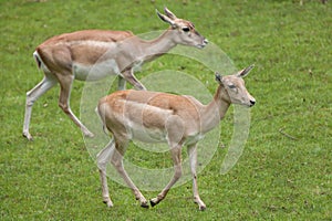 Indian blackbuck Antilope cervicapra