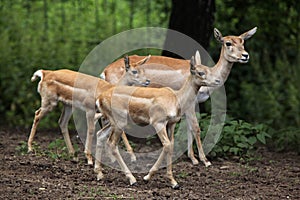 Indian blackbuck (Antilope cervicapra). photo