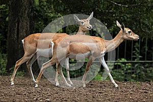 Indian blackbuck (Antilope cervicapra). photo