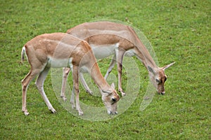 Indian blackbuck Antilope cervicapra photo