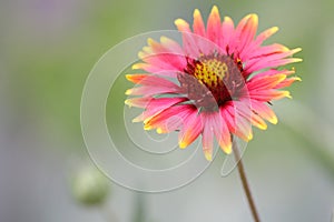 Indian blanket flower