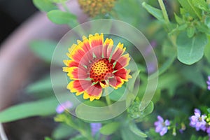 Indian Blanket Flower in a pot, closeup or macro