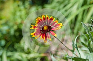 Indian blanket flower in summer garden