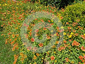 Indian blanket flowers