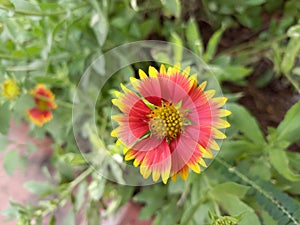 Indian blanket flowers