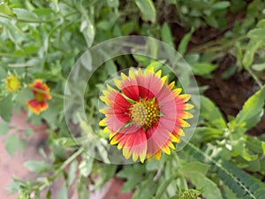 Indian blanket flowers