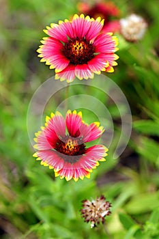 Indian Blanket flowers photo