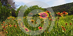 Indian blanket flowers running riot