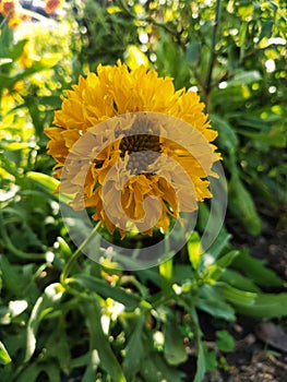 Indian blanket, Gaillardia pulchella (firewheel, Indian blanket, Indian blanket flower, or sundance)