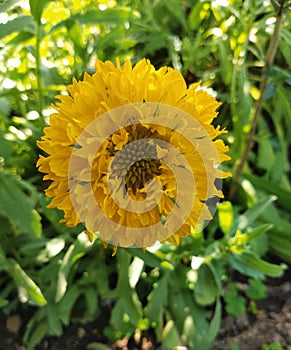 Indian blanket, Gaillardia pulchella (firewheel, Indian blanket, Indian blanket flower, or sundance),