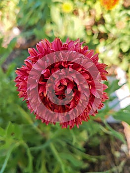 Indian blanket, Gaillardia pulchella (firewheel, Indian blanket, Indian blanket flower, or sundance)