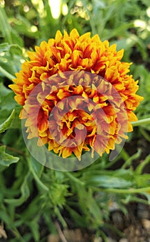 Indian blanket, Gaillardia pulchella (firewheel, Indian blanket, Indian blanket flower, or sundance)