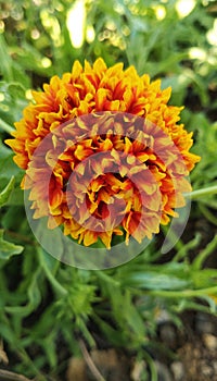 Indian blanket, Gaillardia pulchella (firewheel, Indian blanket, Indian blanket flower, or sundance)