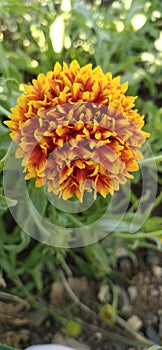 Indian blanket, Gaillardia pulchella (firewheel, Indian blanket, Indian blanket flower, or sundance)