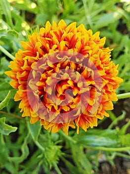 Indian blanket, Gaillardia pulchella (firewheel, Indian blanket, Indian blanket flower, or sundance)