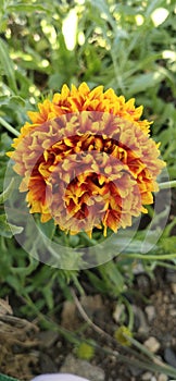 Indian blanket, Gaillardia pulchella (firewheel, Indian blanket, Indian blanket flower, or sundance)