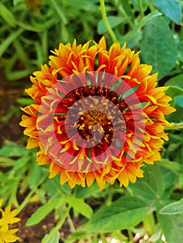 Indian blanket, Gaillardia pulchella (firewheel, Indian blanket, Indian blanket flower, or sundance)