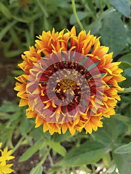 Indian blanket, Gaillardia pulchella (firewheel, Indian blanket, Indian blanket flower, or sundance)