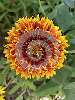 Indian blanket, Gaillardia pulchella (firewheel, Indian blanket, Indian blanket flower, or sundance)