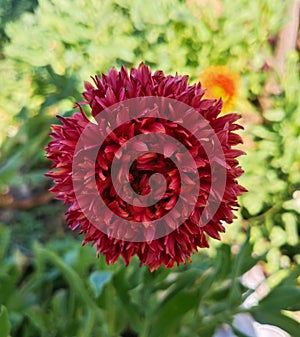 Indian blanket, Gaillardia pulchella (firewheel, Indian blanket, Indian blanket flower, or sundance)