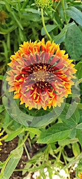 Indian blanket, Gaillardia pulchella (firewheel, Indian blanket, Indian blanket flower, or sundance)