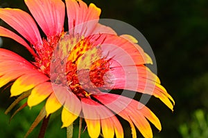 Indian Blanket (Gaillardia pulchella) or Firewheel wildflower selective focus