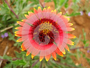 Indian Blanket Gaillardia pulchella Wildflowers