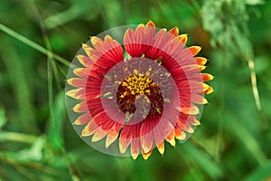 Indian Blanket Gaillardia pulchella Wildflowers