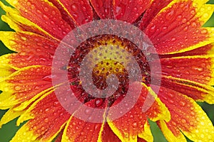 Indian Blanket with Raindrops