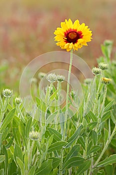 Indian Blanket, Sundance, or Firewheel Flower