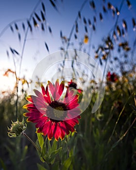 Indian Blanket Wildflower