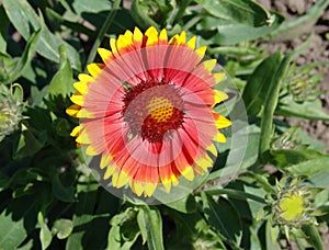 Indian blanket wildflower