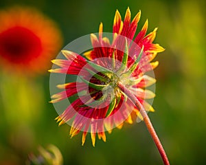 Indian Blanket Wildflower in Rural Texas