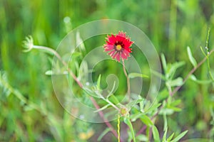 Indian Blanket wildflower in the Texas hill country