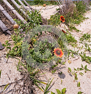 Indian Blanket Wildflowers on Rutherford Beach, Cameron Parish Louisiana