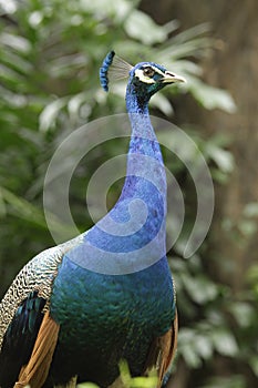 Indian Blue Peacock