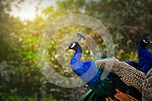 Indian Blue Peacock