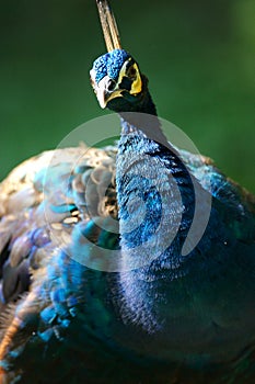 Indian Blue Peacock