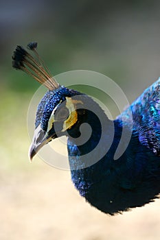 Indian Blue Peacock