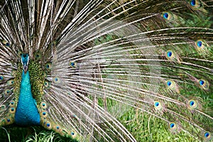 Indian Blue Peacock